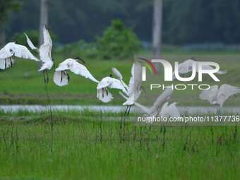 A flock of ibis is searching for food at a paddy field in Nagaon District of Assam, India, on July 2, 2024. (