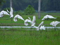 A flock of ibis is searching for food at a paddy field in Nagaon District of Assam, India, on July 2, 2024. (