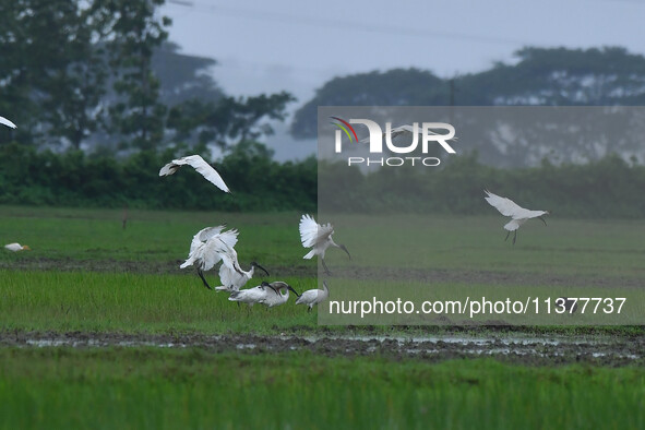 A flock of ibis is searching for food at a paddy field in Nagaon District of Assam, India, on July 2, 2024. 