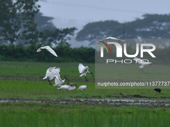 A flock of ibis is searching for food at a paddy field in Nagaon District of Assam, India, on July 2, 2024. (