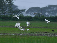 A flock of ibis is searching for food at a paddy field in Nagaon District of Assam, India, on July 2, 2024. (