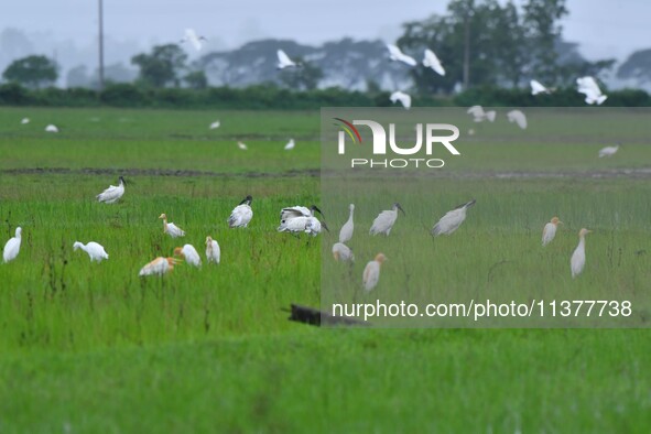 A flock of ibis is searching for food at a paddy field in Nagaon District of Assam, India, on July 2, 2024. 