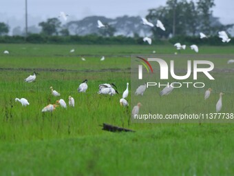 A flock of ibis is searching for food at a paddy field in Nagaon District of Assam, India, on July 2, 2024. (