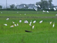 A flock of ibis is searching for food at a paddy field in Nagaon District of Assam, India, on July 2, 2024. (