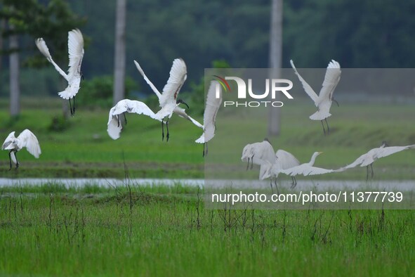 A flock of ibis is searching for food at a paddy field in Nagaon District of Assam, India, on July 2, 2024. 