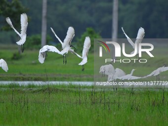 A flock of ibis is searching for food at a paddy field in Nagaon District of Assam, India, on July 2, 2024. (