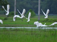 A flock of ibis is searching for food at a paddy field in Nagaon District of Assam, India, on July 2, 2024. (