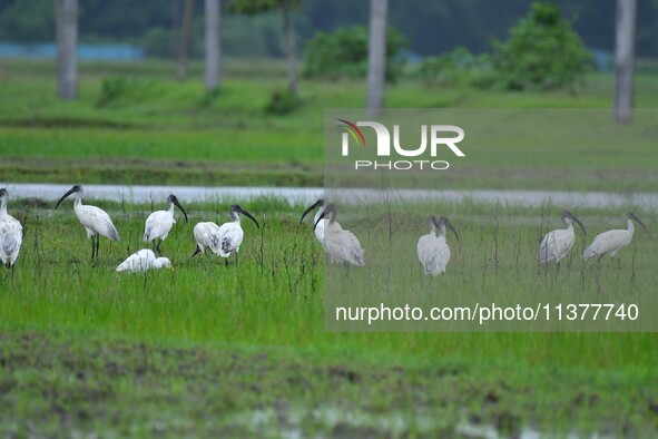 A flock of ibis is searching for food at a paddy field in Nagaon District of Assam, India, on July 2, 2024. 