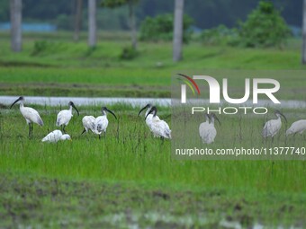 A flock of ibis is searching for food at a paddy field in Nagaon District of Assam, India, on July 2, 2024. (