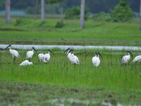 A flock of ibis is searching for food at a paddy field in Nagaon District of Assam, India, on July 2, 2024. (