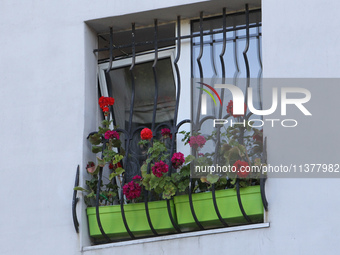 Geraniums in plastic planters are growing in a barred window that was damaged by a recent Russian missile attack in Dnipro, Ukraine, on July...