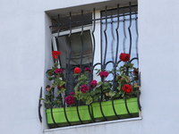 Geraniums in plastic planters are growing in a barred window that was damaged by a recent Russian missile attack in Dnipro, Ukraine, on July...