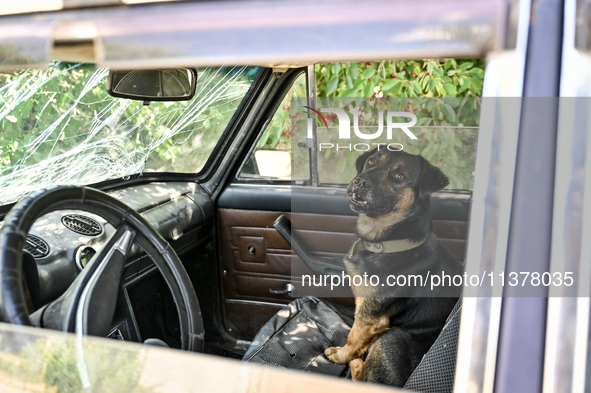 A dog is sitting in the car in the rural settlement of Stepnohirsk, Ukraine, on June 28, 2024, which is being shelled daily by Russian troop...