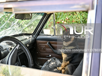 A dog is sitting in the car in the rural settlement of Stepnohirsk, Ukraine, on June 28, 2024, which is being shelled daily by Russian troop...