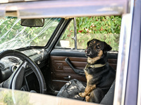 A dog is sitting in the car in the rural settlement of Stepnohirsk, Ukraine, on June 28, 2024, which is being shelled daily by Russian troop...