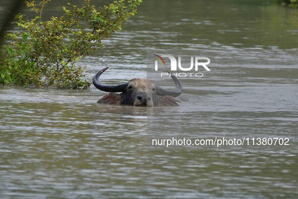 A wild buffalo is swimming through flood waters inside the Pobitora Wildlife Sanctuary in Morigaon District of Assam, on July 3, 2024. 