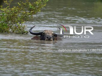 A wild buffalo is swimming through flood waters inside the Pobitora Wildlife Sanctuary in Morigaon District of Assam, on July 3, 2024. (