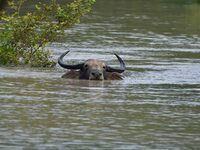 A wild buffalo is swimming through flood waters inside the Pobitora Wildlife Sanctuary in Morigaon District of Assam, on July 3, 2024. (