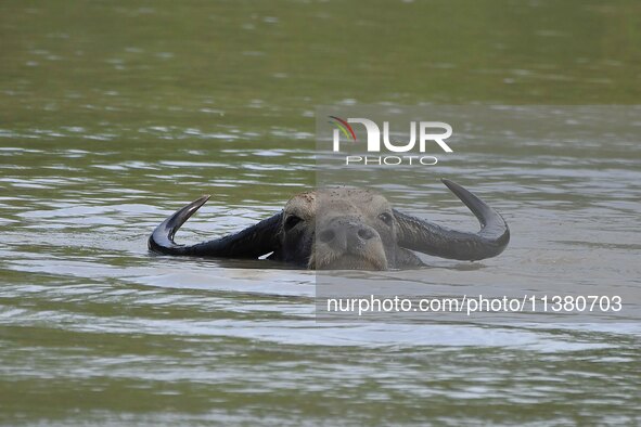 A wild buffalo is swimming through flood waters inside the Pobitora Wildlife Sanctuary in Morigaon District of Assam, on July 3, 2024. 