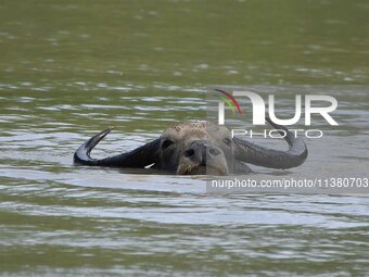 A wild buffalo is swimming through flood waters inside the Pobitora Wildlife Sanctuary in Morigaon District of Assam, on July 3, 2024. (