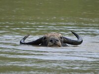 A wild buffalo is swimming through flood waters inside the Pobitora Wildlife Sanctuary in Morigaon District of Assam, on July 3, 2024. (