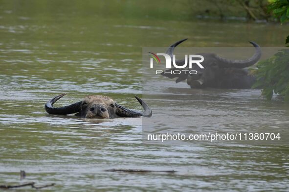 A wild buffalo is swimming through flood waters inside the Pobitora Wildlife Sanctuary in Morigaon District of Assam, on July 3, 2024. 