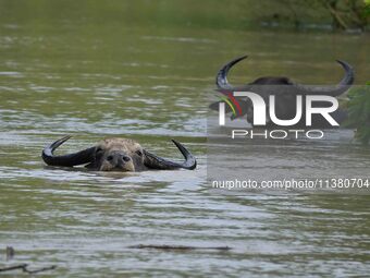 A wild buffalo is swimming through flood waters inside the Pobitora Wildlife Sanctuary in Morigaon District of Assam, on July 3, 2024. (