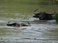 A wild buffalo is swimming through flood waters inside the Pobitora Wildlife Sanctuary in Morigaon District of Assam, on July 3, 2024. (