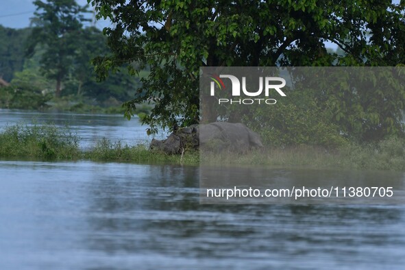 A one-horned rhino is taking shelter on higher land in the flood-affected area of Pobitora Wildlife Sanctuary in Morigaon District, Assam, o...