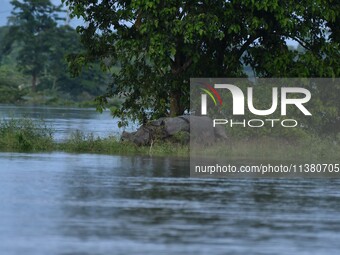 A one-horned rhino is taking shelter on higher land in the flood-affected area of Pobitora Wildlife Sanctuary in Morigaon District, Assam, o...