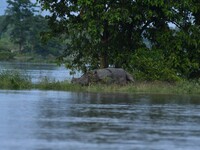 A one-horned rhino is taking shelter on higher land in the flood-affected area of Pobitora Wildlife Sanctuary in Morigaon District, Assam, o...