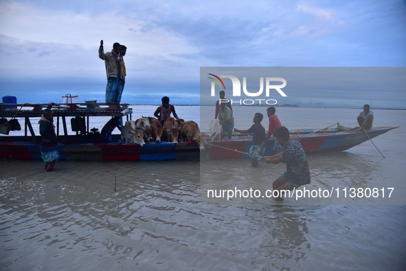 Flood-affected villagers are moving their cattle to a safer place after heavy rains in Bhurbandha village in Nagaon district of Assam, India...