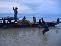 Flood-affected villagers are moving their cattle to a safer place after heavy rains in Bhurbandha village in Nagaon district of Assam, India...