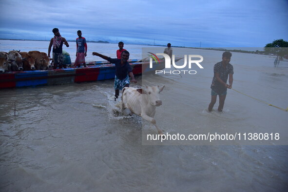 Flood-affected villagers are moving their cattle to a safer place after heavy rains in Bhurbandha village in Nagaon district of Assam, India...