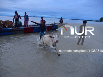 Flood-affected villagers are moving their cattle to a safer place after heavy rains in Bhurbandha village in Nagaon district of Assam, India...