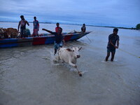 Flood-affected villagers are moving their cattle to a safer place after heavy rains in Bhurbandha village in Nagaon district of Assam, India...