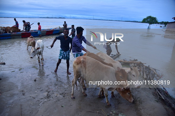 Flood-affected villagers are moving their cattle to a safer place after heavy rains in Bhurbandha village in Nagaon district of Assam, India...