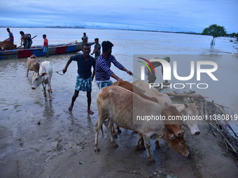 Flood-affected villagers are moving their cattle to a safer place after heavy rains in Bhurbandha village in Nagaon district of Assam, India...