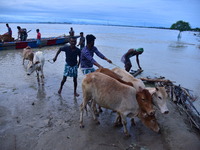 Flood-affected villagers are moving their cattle to a safer place after heavy rains in Bhurbandha village in Nagaon district of Assam, India...