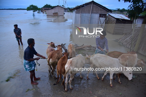 Flood-affected villagers are moving their cattle to a safer place after heavy rains in Bhurbandha village in Nagaon district of Assam, India...