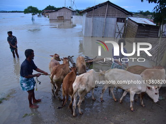 Flood-affected villagers are moving their cattle to a safer place after heavy rains in Bhurbandha village in Nagaon district of Assam, India...