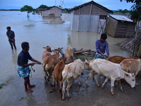 Flood-affected villagers are moving their cattle to a safer place after heavy rains in Bhurbandha village in Nagaon district of Assam, India...