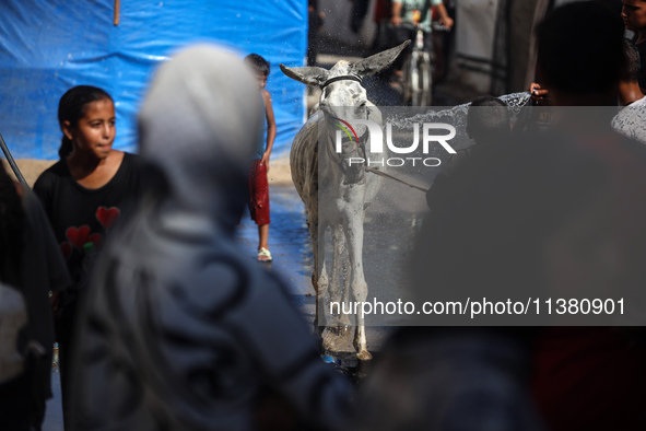 A young Palestinian man is spraying a donkey with water during a heat wave in Deir al-Balah in the central Gaza Strip on July 3, 2024, amid...