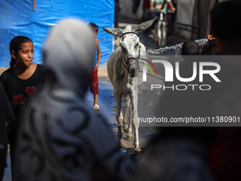 A young Palestinian man is spraying a donkey with water during a heat wave in Deir al-Balah in the central Gaza Strip on July 3, 2024, amid...