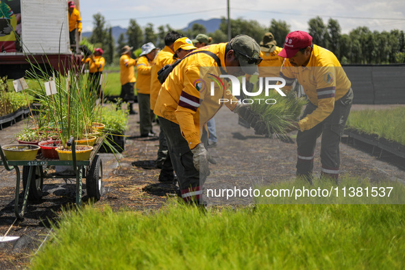 Workers of the Heroic Brigade Corps are planting containers with different varieties of plants during the ''Green Challenge 2024,'' which ai...