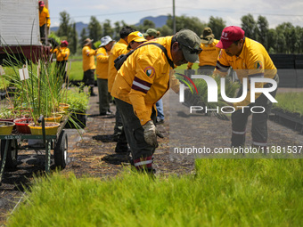 Workers of the Heroic Brigade Corps are planting containers with different varieties of plants during the ''Green Challenge 2024,'' which ai...