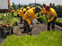 Workers of the Heroic Brigade Corps are planting containers with different varieties of plants during the ''Green Challenge 2024,'' which ai...