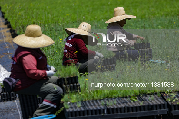 Workers of Natural Resources and Rural Development (CORENADR) are planting containers with different varieties of plants during the ''Green...