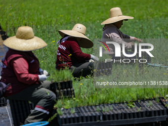 Workers of Natural Resources and Rural Development (CORENADR) are planting containers with different varieties of plants during the ''Green...