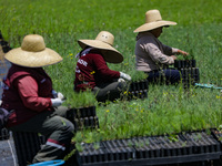 Workers of Natural Resources and Rural Development (CORENADR) are planting containers with different varieties of plants during the ''Green...